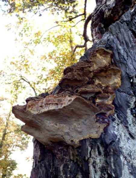 Side profile of mature brackets on black pine